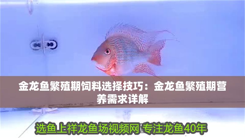 金龍魚繁殖期飼料選擇技巧：金龍魚繁殖期營養需求詳解