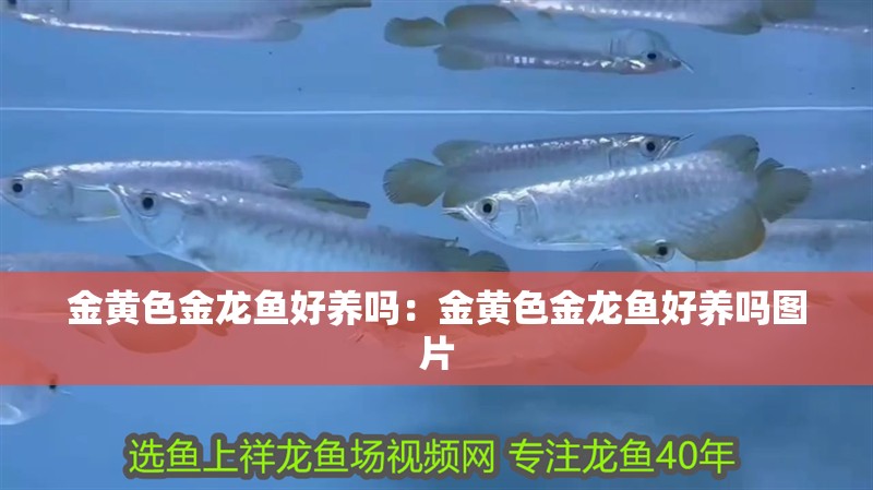 金黃色金龍魚好養(yǎng)嗎：金黃色金龍魚好養(yǎng)嗎圖片 金黃色金龍魚好養(yǎng)嗎：金黃色金龍魚好養(yǎng)嗎圖片 水族問答