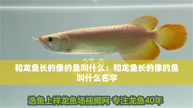 和龍魚長的像的魚叫什么：和龍魚長的像的魚叫什么名字 和龍魚長的像的魚叫什么：和龍魚長的像的魚叫什么名字 水族問答