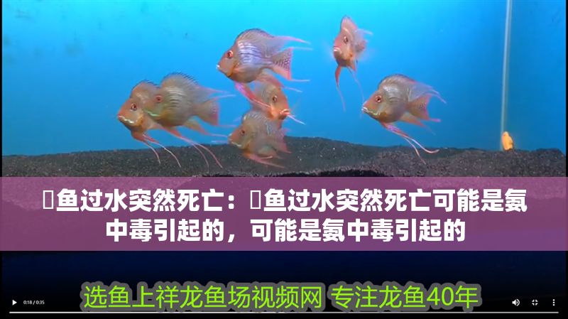 魟魚(yú)過(guò)水突然死亡：魟魚(yú)過(guò)水突然死亡可能是氨中毒引起的，可能是氨中毒引起的 魟魚(yú)過(guò)水突然死亡：魟魚(yú)過(guò)水突然死亡可能是氨中毒引起的，可能是氨中毒引起的 魟魚(yú)百科 第2張