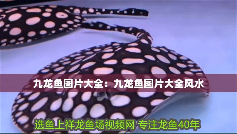 九龍魚圖片大全：九龍魚圖片大全風(fēng)水
