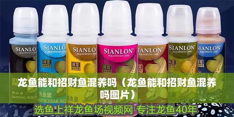 龍魚能和招財魚混養嗎（龍魚能和招財魚混養嗎圖片） 龍魚能和招財魚混養嗎（龍魚能和招財魚混養嗎圖片） 豬鼻龜百科 第1張