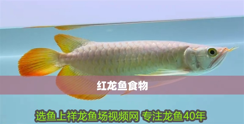 紅龍魚食物