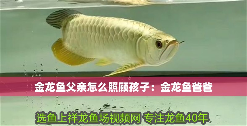 金龍魚父親怎么照顧孩子:金龍魚爸爸 水族問答 金龍魚父親怎么照顧孩子:金龍魚爸爸 金龍魚父親怎么照顧孩子:金龍魚爸爸 水族問答