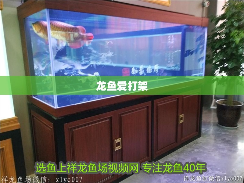 龍魚愛打架