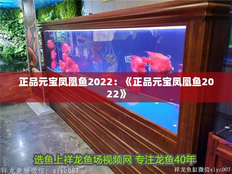 正品元寶鳳凰魚2022：《正品元寶鳳凰魚2022》 正品元寶鳳凰魚2022：《正品元寶鳳凰魚2022》 元寶鳳凰魚百科 第2張