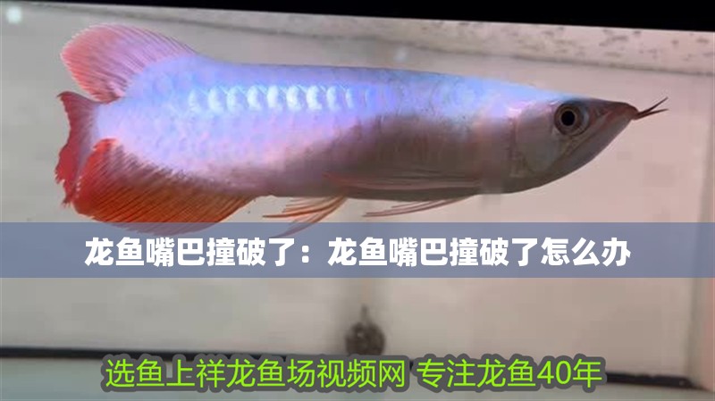 龍魚嘴巴撞破了：龍魚嘴巴撞破了怎么辦
