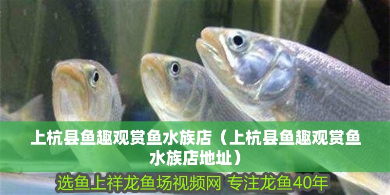 上杭縣魚趣觀賞魚水族店（上杭縣魚趣觀賞魚水族店地址）