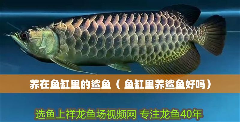 養(yǎng)在魚(yú)缸里的鯊魚(yú)（ 魚(yú)缸里養(yǎng)鯊魚(yú)好嗎）