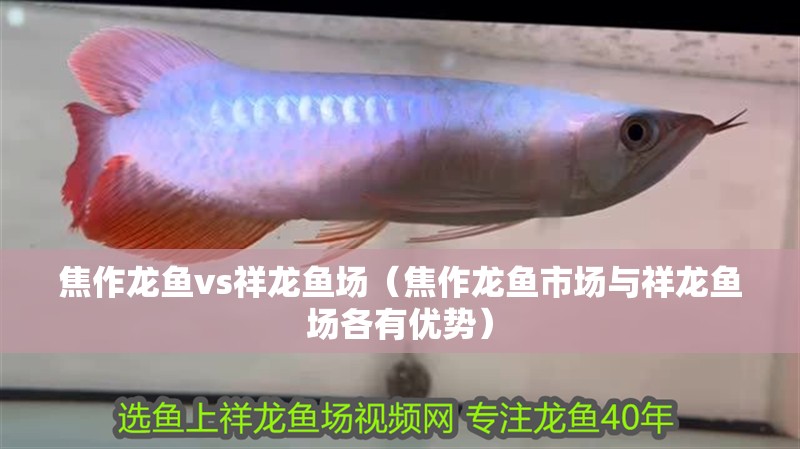 焦作龍魚vs祥龍魚場(焦作龍魚市場與祥龍魚場各有優勢) 全國水族館企業名錄 第1張 焦作龍魚vs祥龍魚場(焦作龍魚市場與祥龍魚場各有優勢) 焦作龍魚vs祥龍魚場(焦作龍魚市場與祥龍魚場各有優勢) 全國水族館企業名錄 第1張