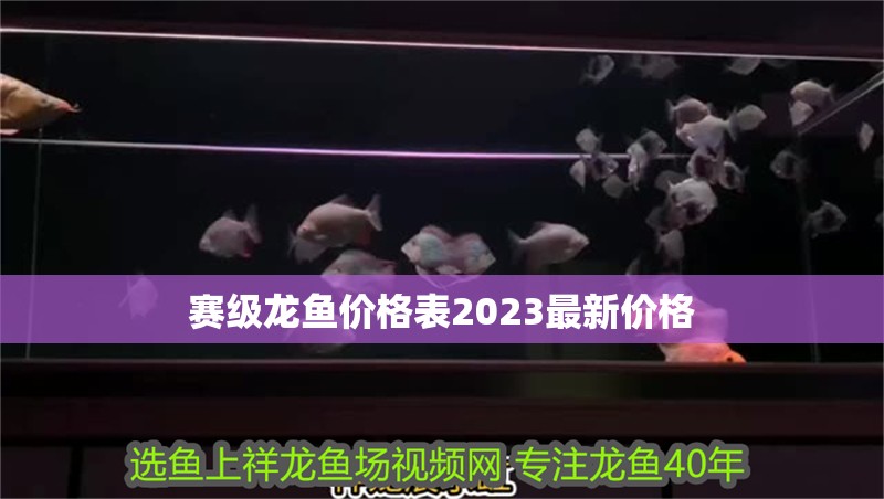 賽級龍魚價格表2023最新價格