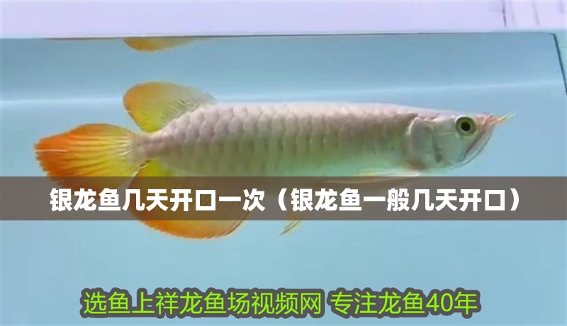 銀龍魚幾天開口一次（銀龍魚一般幾天開口）