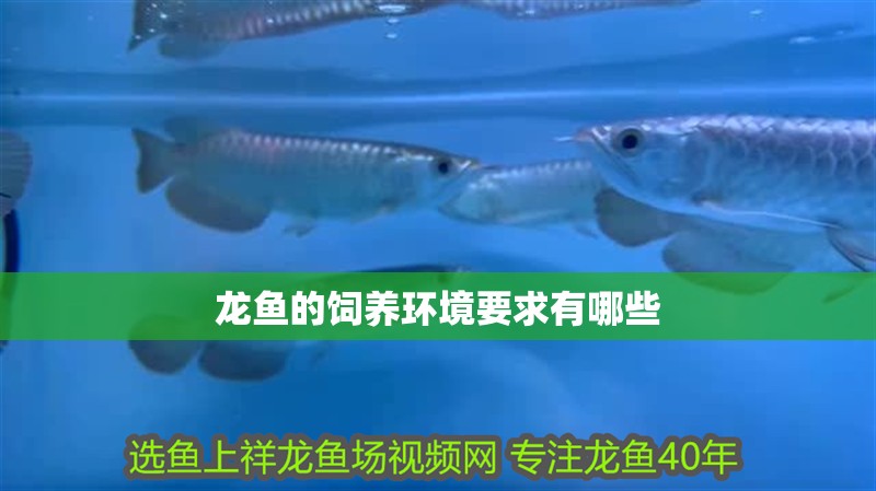 龍魚的飼養環境要求有哪些