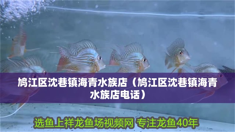 鳩江區沈巷鎮海青水族店（鳩江區沈巷鎮海青水族店電話）