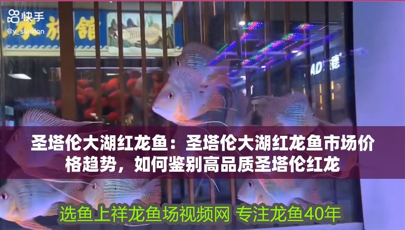 圣塔倫大湖紅龍魚：圣塔倫大湖紅龍魚市場價格趨勢，如何鑒別高品質圣塔倫紅龍
