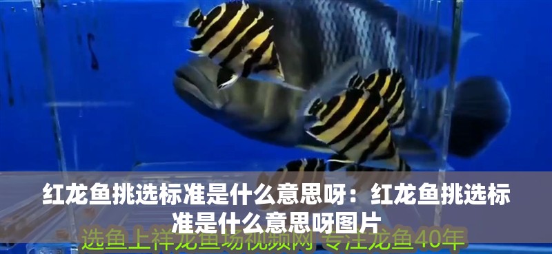 紅龍魚挑選標(biāo)準(zhǔn)是什么意思呀：紅龍魚挑選標(biāo)準(zhǔn)是什么意思呀圖片