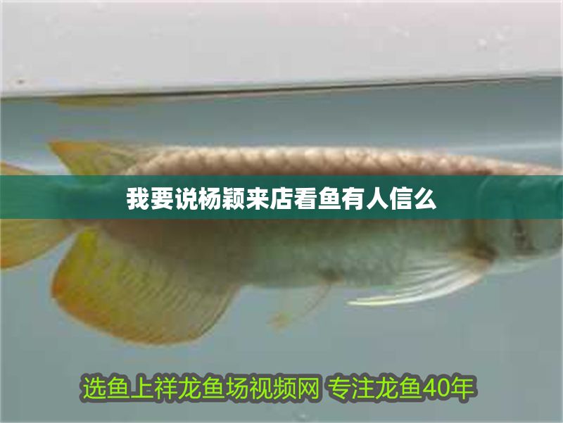 我要說楊穎來店看魚有人信么 我要說楊穎來店看魚有人信么 黃金貓魚百科 第2張