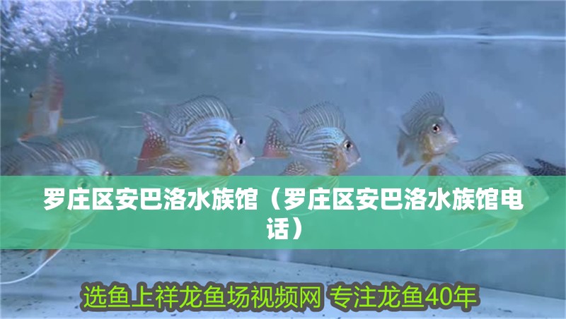 羅莊區(qū)安巴洛水族館（羅莊區(qū)安巴洛水族館電話）