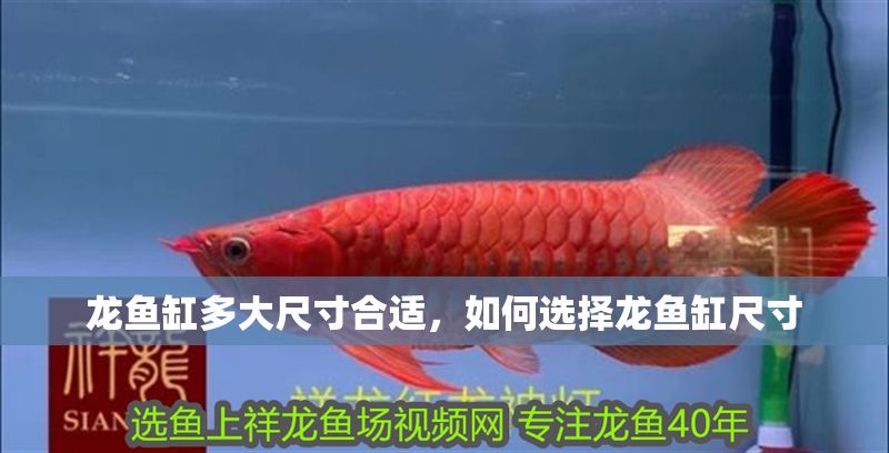 龍魚缸多大尺寸合適，如何選擇龍魚缸尺寸