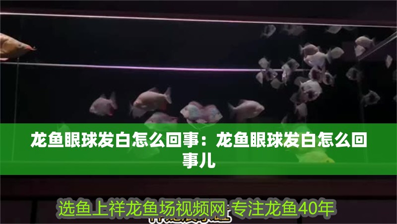 龍魚眼球發白怎么回事:龍魚眼球發白怎么回事兒 水族問答 龍魚眼球發白怎么回事:龍魚眼球發白怎么回事兒 龍魚眼球發白怎么回事:龍魚眼球發白怎么回事兒 水族問答