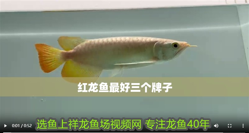 紅龍魚最好三個牌子