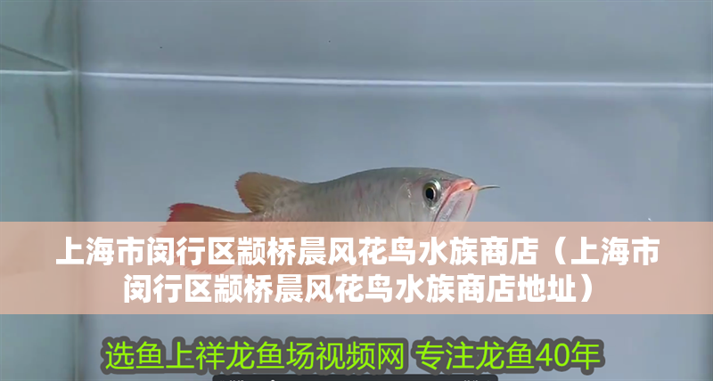 上海市閔行區顓橋晨風花鳥水族商店（上海市閔行區顓橋晨風花鳥水族商店地址）