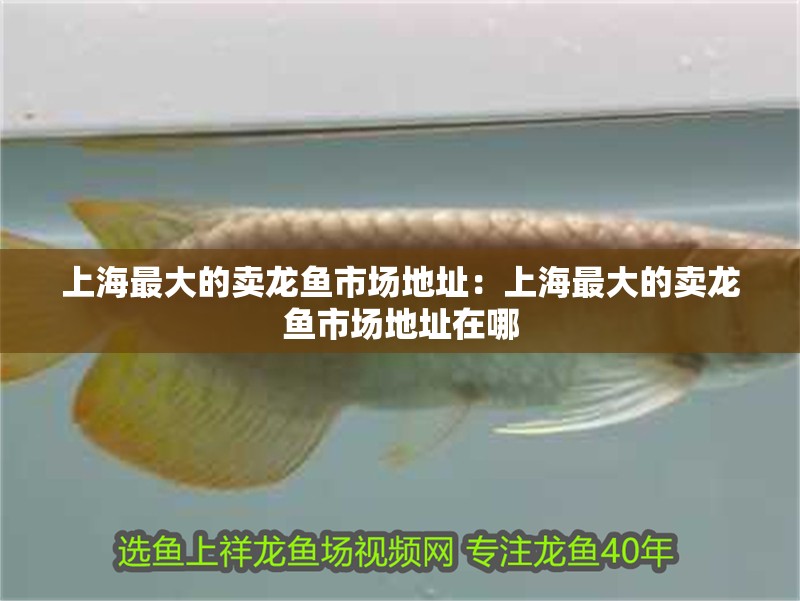 <strong><mark>上海</mark></strong>最大的賣龍魚市場地址：<strong><mark>上海</mark></strong>最大的賣龍魚市場地址在哪