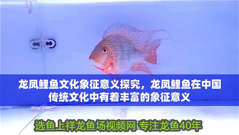 龍鳳鯉魚文化象征意義探究，龍鳳鯉魚在中國傳統(tǒng)文化中有著豐富的象征意義