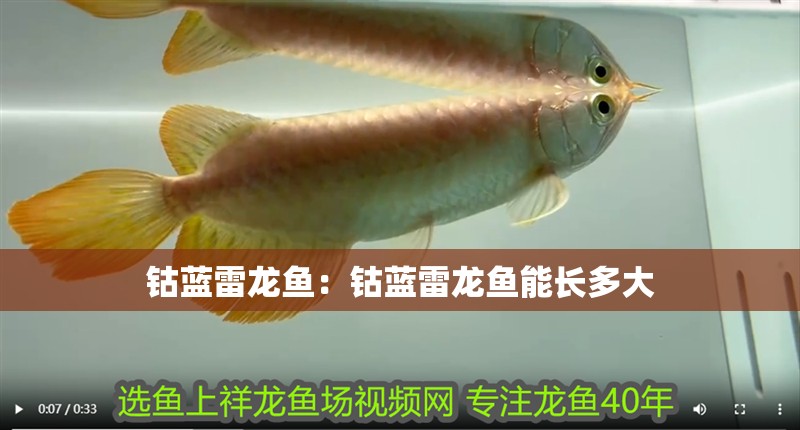 鈷藍雷龍魚：鈷藍雷龍魚能長多大