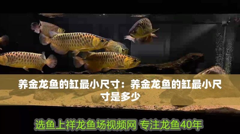 養金龍魚的缸最小尺寸:養金龍魚的缸最小尺寸是多少 水族問答 養金龍魚的缸最小尺寸:養金龍魚的缸最小尺寸是多少 養金龍魚的缸最小尺寸:養金龍魚的缸最小尺寸是多少 水族問答