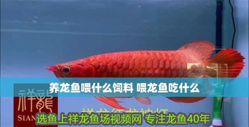 養龍魚喂什么飼料 喂龍魚吃什么