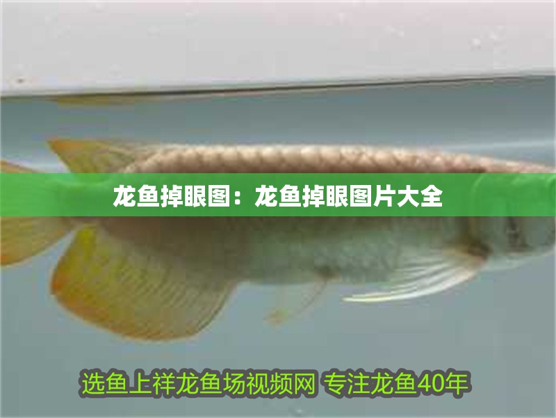 龍魚掉眼圖:龍魚掉眼圖片大全 水族問答 龍魚掉眼圖:龍魚掉眼圖片大全 龍魚掉眼圖:龍魚掉眼圖片大全 水族問答