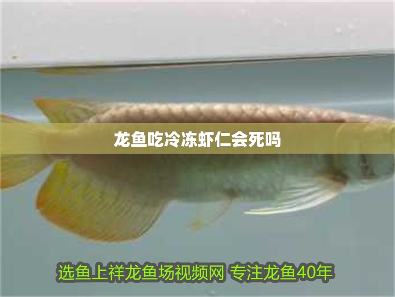 龍魚吃冷凍蝦仁會死嗎 龍魚吃冷凍蝦仁會死嗎 龍魚百科 第2張