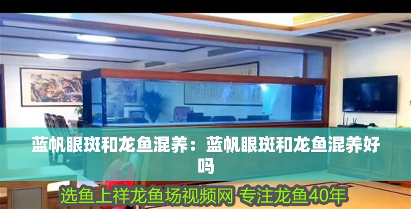 藍帆眼斑和龍魚混養：藍帆眼斑和龍魚混養好嗎 藍帆眼斑和龍魚混養：藍帆眼斑和龍魚混養好嗎 水族問答