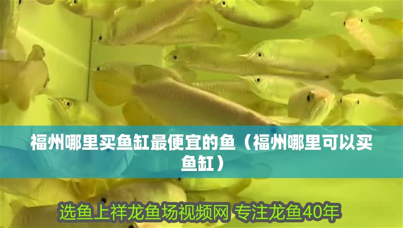 福州哪里買魚缸最便宜的魚（福州哪里可以買魚缸） 福州哪里買魚缸最便宜的魚（福州哪里可以買魚缸） 錦鯉魚百科 第1張