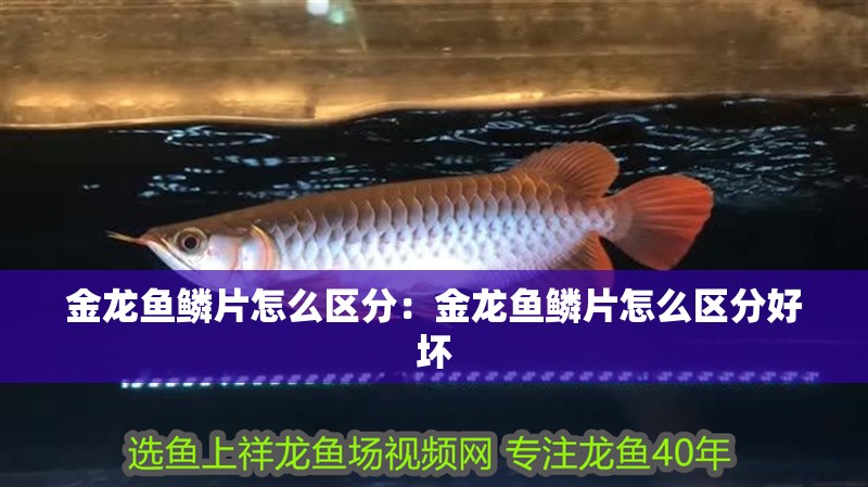 金龍魚鱗片怎么區分：金龍魚鱗片怎么區分好壞