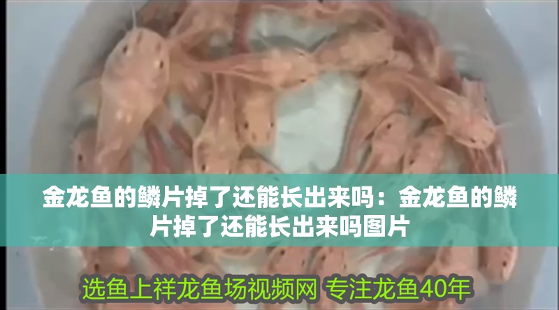 金龍魚的鱗片掉了還能長出來嗎：金龍魚的鱗片掉了還能長出來嗎圖片
