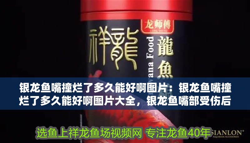 銀龍魚(yú)嘴撞爛了多久能好啊圖片：銀龍魚(yú)嘴撞爛了多久能好啊圖片大全，銀龍魚(yú)嘴部受傷后如何恢復(fù) 銀龍魚(yú)嘴撞爛了多久能好啊圖片：銀龍魚(yú)嘴撞爛了多久能好啊圖片大全，銀龍魚(yú)嘴部受傷后如何恢復(fù) 水族問(wèn)答