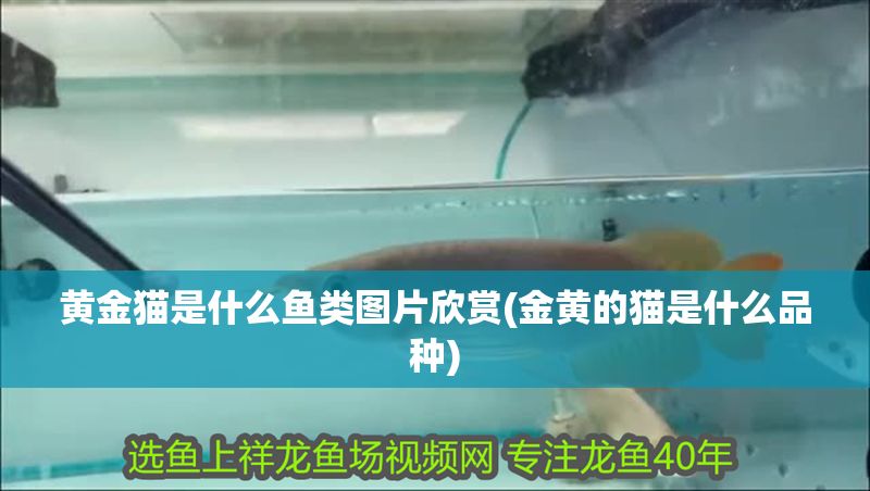 黃金貓是什么魚類圖片欣賞(金黃的貓是什么品種)