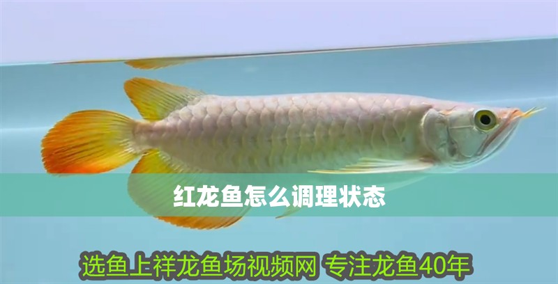 紅龍魚怎么調理狀態