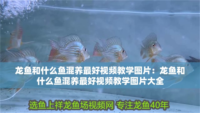 龍魚和什么魚混養最好視頻教學圖片：龍魚和什么魚混養最好視頻教學圖片大全 龍魚和什么魚混養最好視頻教學圖片：龍魚和什么魚混養最好視頻教學圖片大全 水族問答
