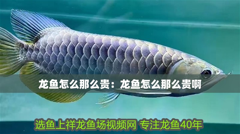 龍魚怎么那么貴：龍魚怎么那么貴啊