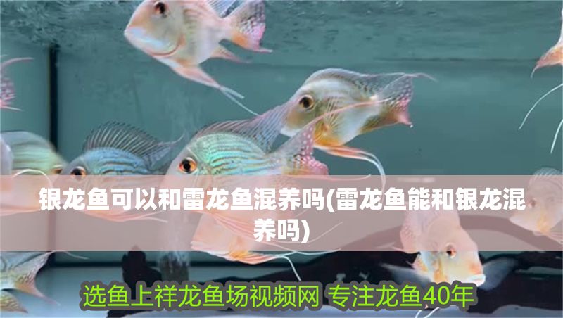 銀龍魚可以和雷龍魚混養嗎(雷龍魚能和銀龍混養嗎)