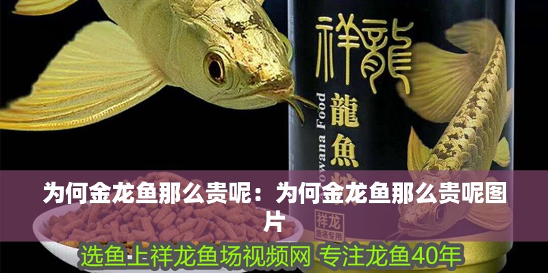 為何金龍魚那么貴呢：為何金龍魚那么貴呢圖片