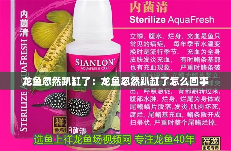 龍魚忽然趴缸了：龍魚忽然趴缸了怎么回事