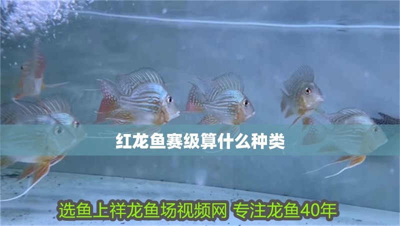 紅龍魚賽級算什么種類
