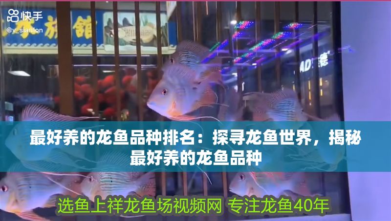 最好養(yǎng)的龍魚品種排名：探尋龍魚世界，揭秘最好養(yǎng)的龍魚品種