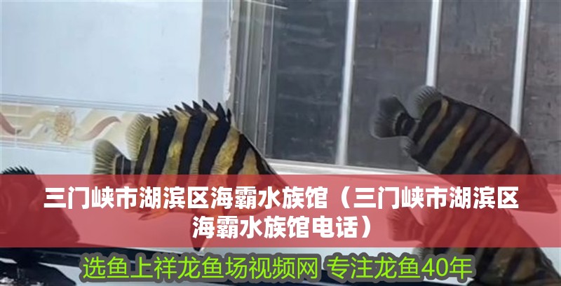 三門峽市湖濱區(qū)海霸水族館（三門峽市湖濱區(qū)海霸水族館電話）