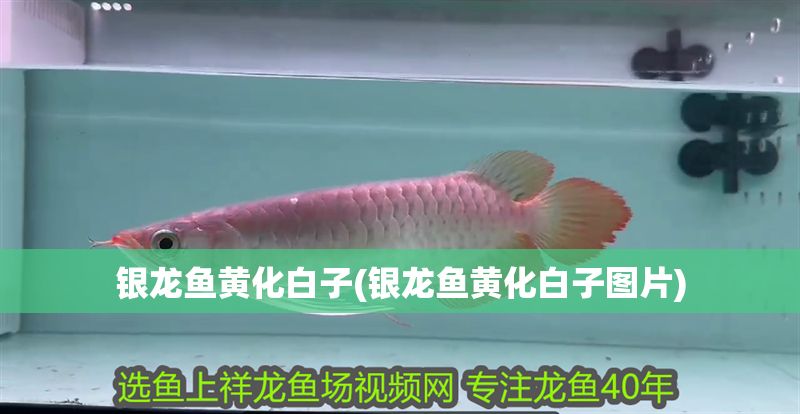 銀龍魚黃化白子(銀龍魚黃化白子圖片)