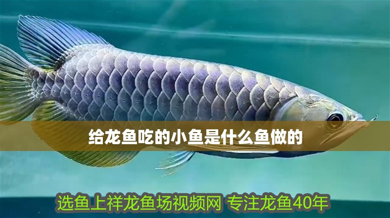 給龍魚吃的小魚是什么魚做的
